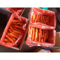 fresh carrot